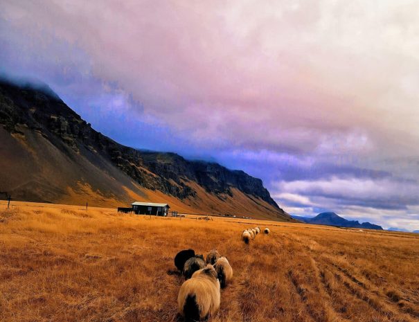 green-farm-stay-cabin-sheep-at-night